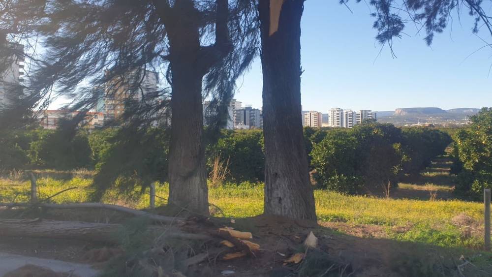 Şiddetli r&uuml;zgarda kırılan ağa&ccedil; yola devrildi
