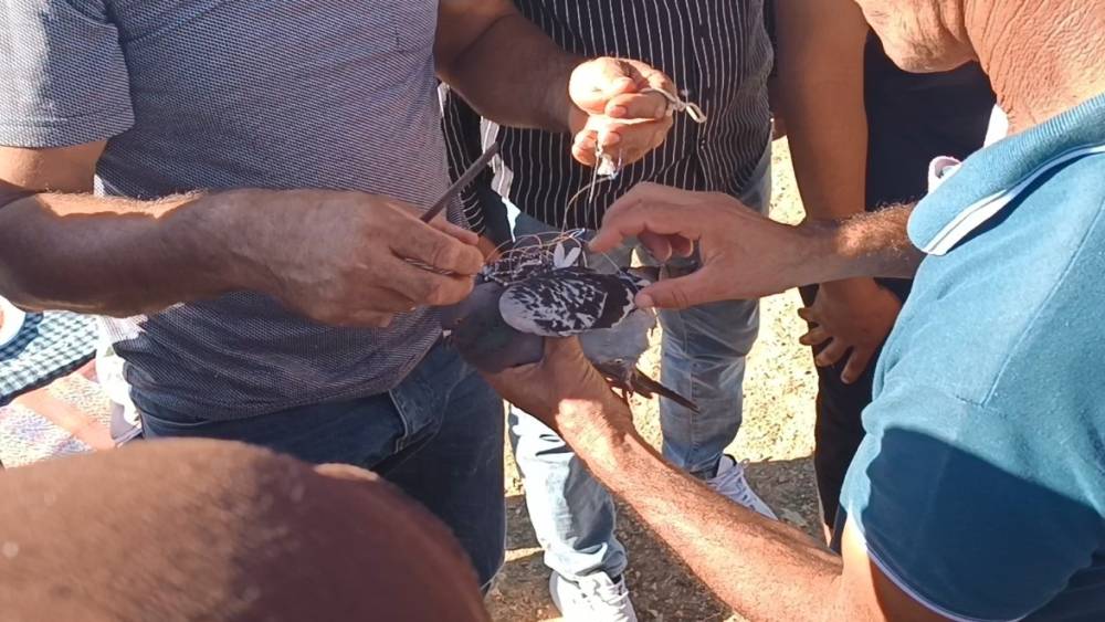 Şahin tuzağına yem ama&ccedil;lı bağlanan g&uuml;vercini vatandaşlar kurtardı
