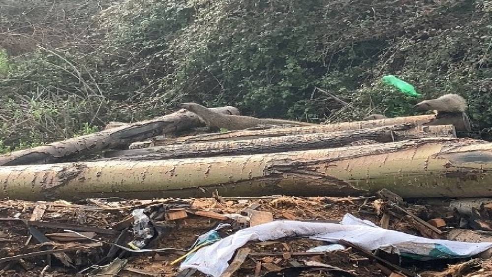 Mersin&rsquo;de sansar ailesi g&ouml;r&uuml;nt&uuml;lendi
