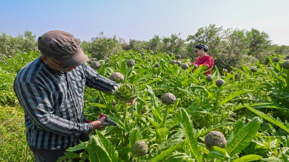 Mersin&rsquo;de enginar projesi ilk hasadını verdi

