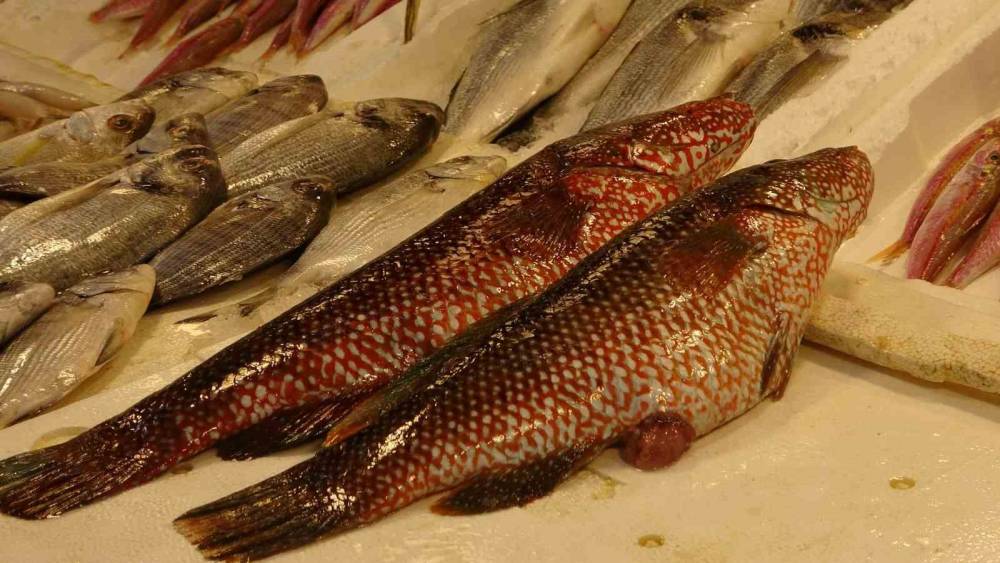 Hint Okyanusu&rsquo;na &ouml;zg&uuml; &lsquo;portakal benekli lagos&rsquo; Mersin&rsquo;de tezgaha &ccedil;ıktı
