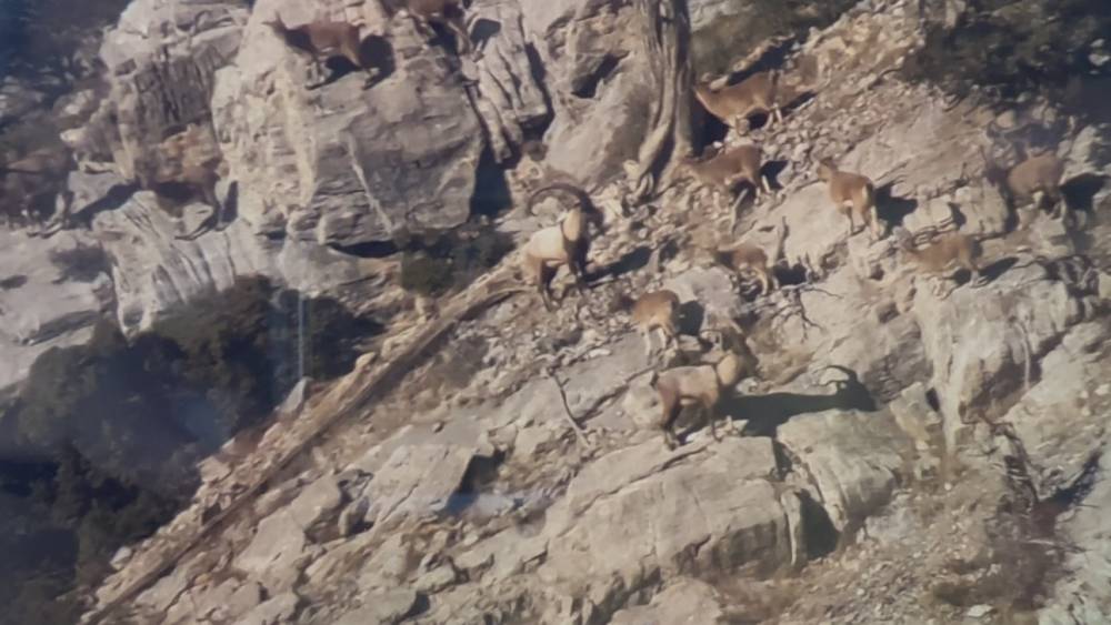 Toroslardaki yaban ke&ccedil;ileri koruma altında
