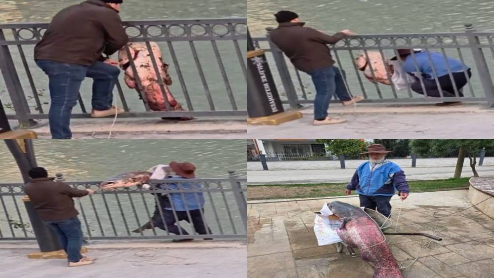 Mersin&rsquo;de G&ouml;ksu Nehri&rsquo;nde yakalanan dev yayın balığı g&uuml;&ccedil;l&uuml;kle kıyıya alındı
