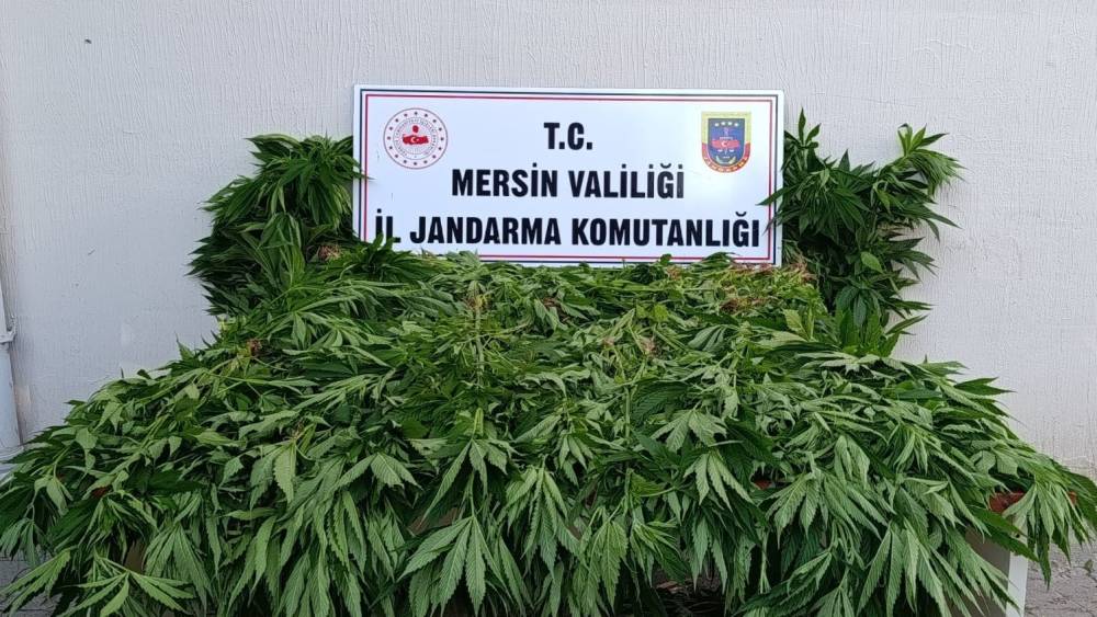 Ormanda kenevir yetiştirenlere suçüstü operasyon: 2 tutuklama