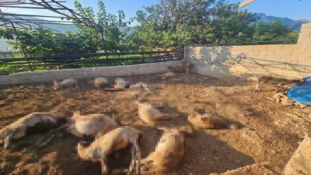 Mersin&rsquo;de ağıla giren kurtlar 29 koyunu telef etti
