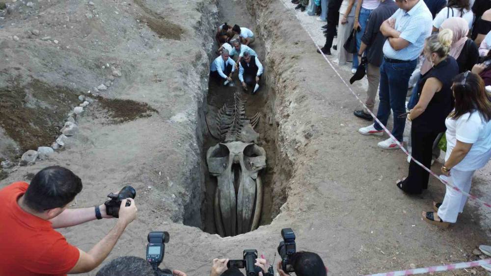 Heyecanlandıran keşif: ’16 metrelik ’Balina’nın kafatası ve gövdesi tamamen ortaya çıktı
