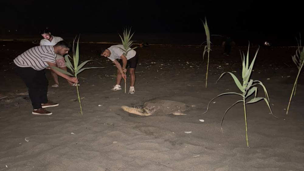 Caretta carettayı yuva yaparken g&ouml;ren gen&ccedil;ler, duyarlılık g&ouml;sterdi &ouml;nlem aldı
