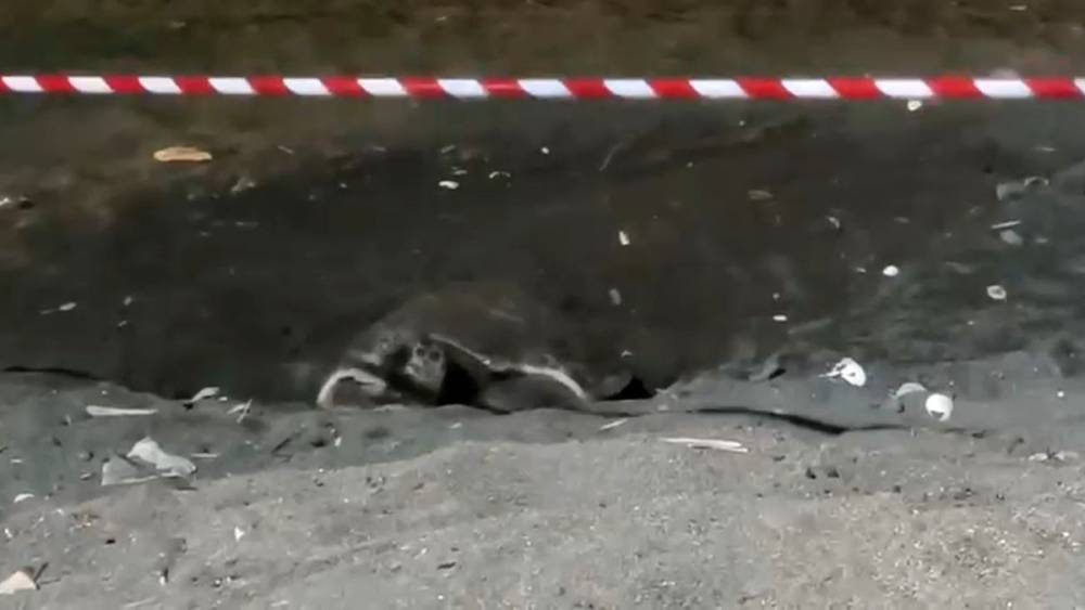 Koruma alanı dışına yuva yapan caretta caretta i&ccedil;in şeritli tedbir
