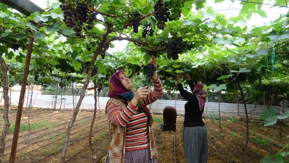 B&ouml;lgenin siyah incisi &uuml;z&uuml;mde hasat başladı
