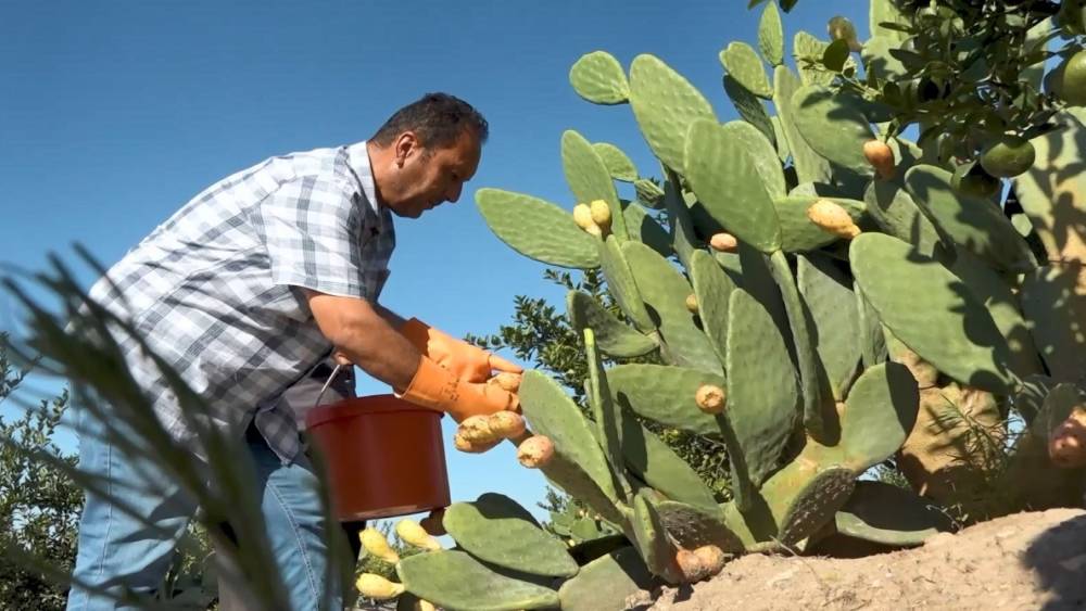 Kurak tarlalardan gelen lezzet: Dikenli incir dondurmaya dönüştü
