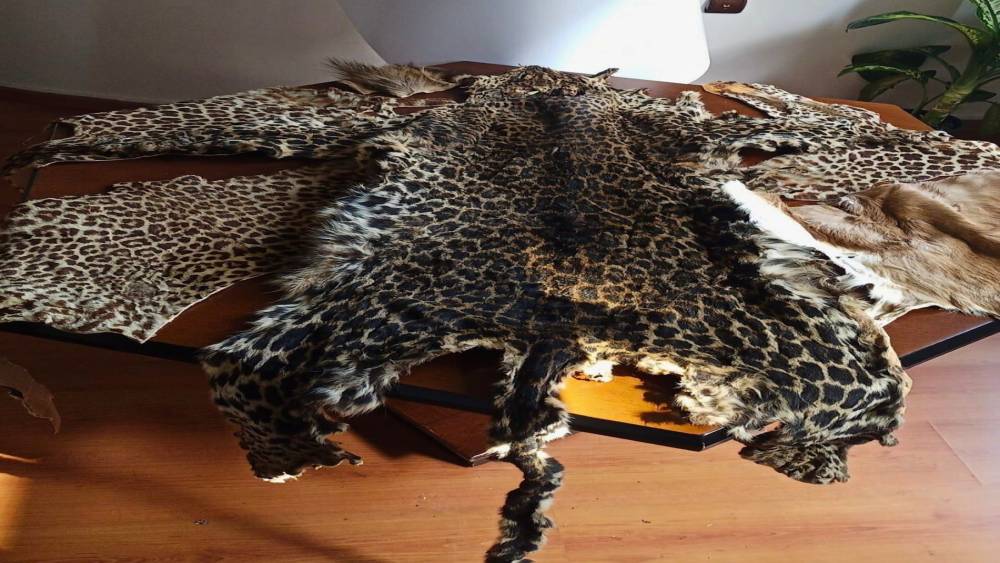 &Ccedil;ukurova Uluslararası Havalimanı&rsquo;nda leopar postu ve baykuş g&ouml;z&uuml; ele ge&ccedil;irildi
