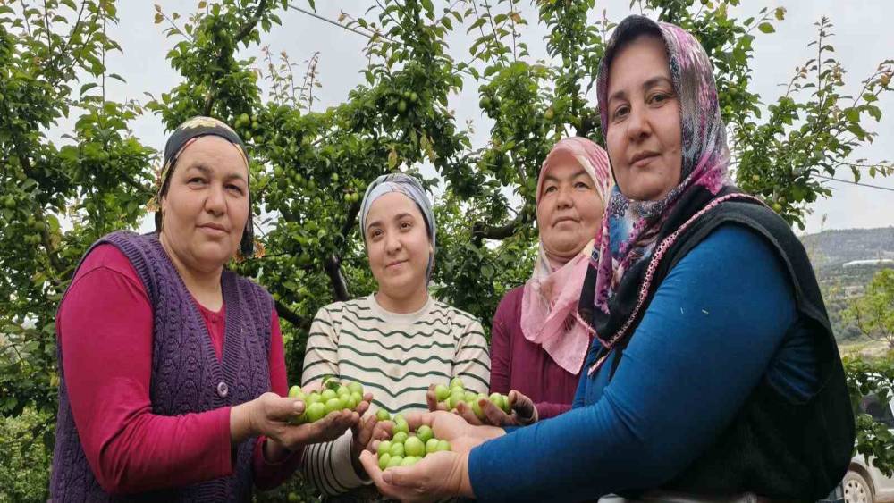 Mersin&rsquo;de a&ccedil;ıkta erik hasadı başladı, fiyatı 200 TL&rsquo;ye kadar d&uuml;şt&uuml;
