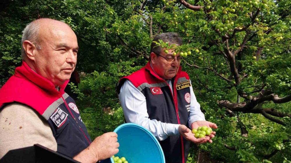 Mut&rsquo;ta &ouml;rt&uuml; altı erik hasadı başladı
