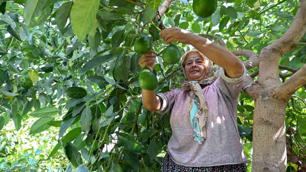 Mersin’de çiftçiye tropikal meyve desteği
