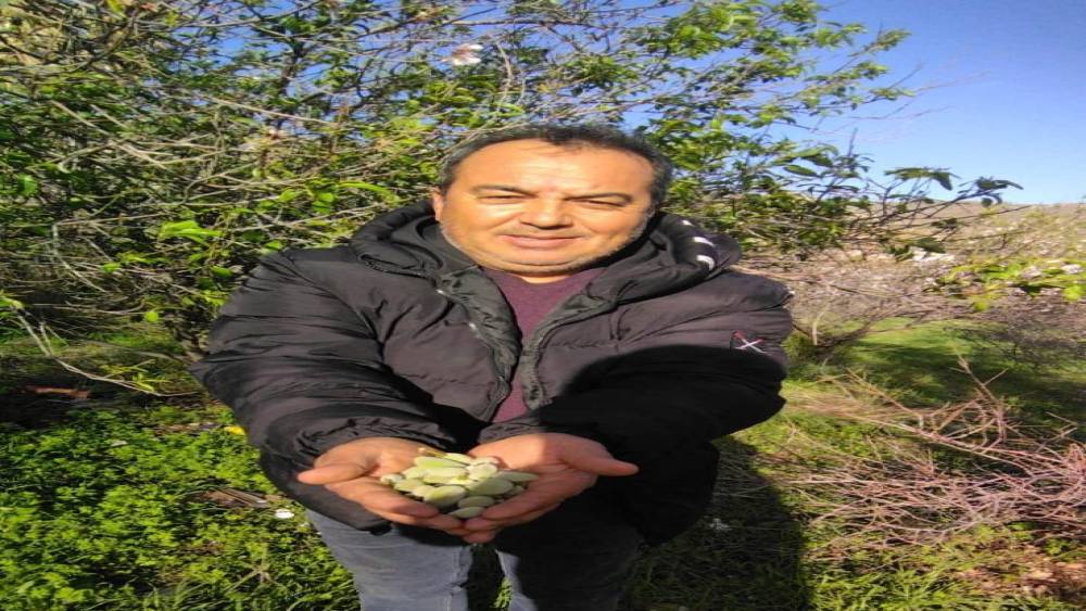 Kara kışta badem s&uuml;rprizi
