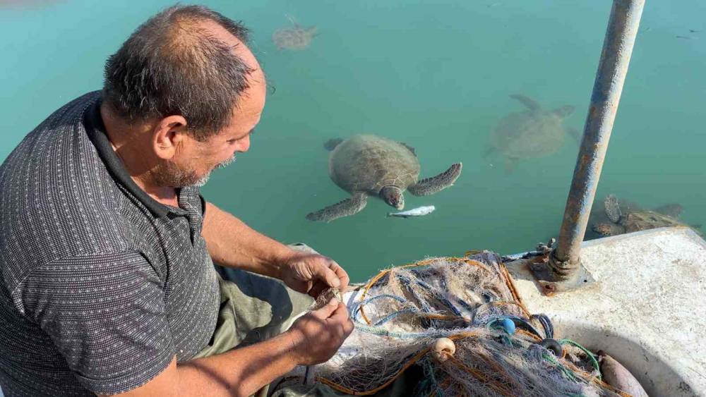 Balıkçıların dostu: Göç etmeyen caretta carettalar limanı mesken tuttu
