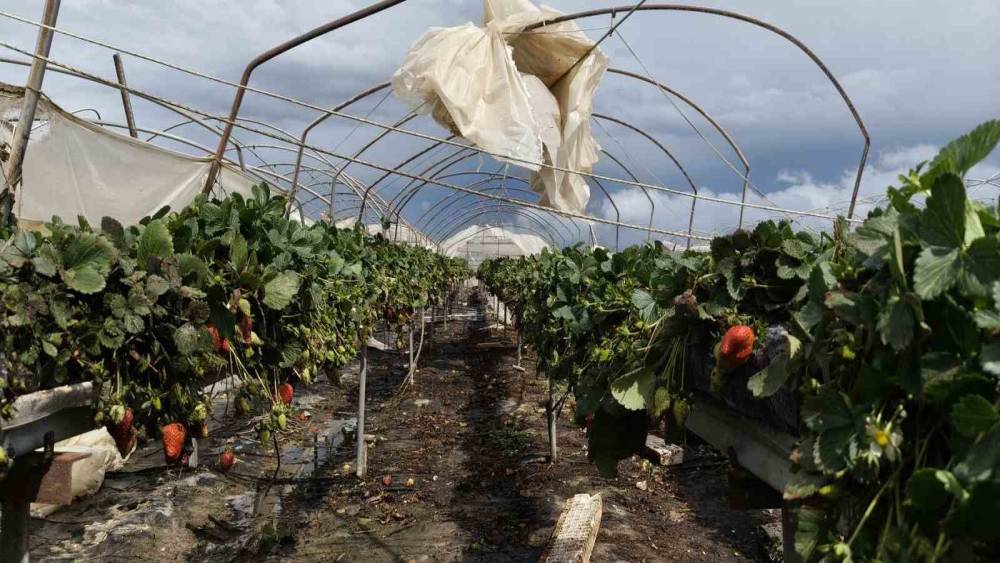 Silifke&rsquo;de hortum seraları yerle bir etti
