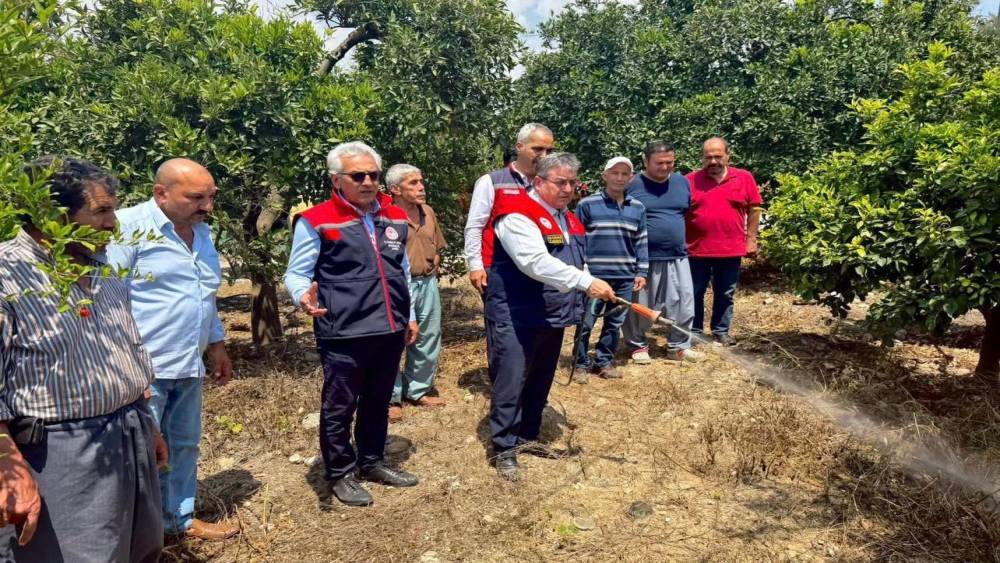 Akdeniz meyve sineğiyle m&uuml;cadele kesintisiz s&uuml;r&uuml;yor
