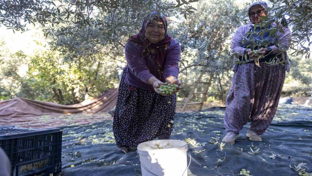 Mersin’deki fidan destekleri meyvesini veriyor
