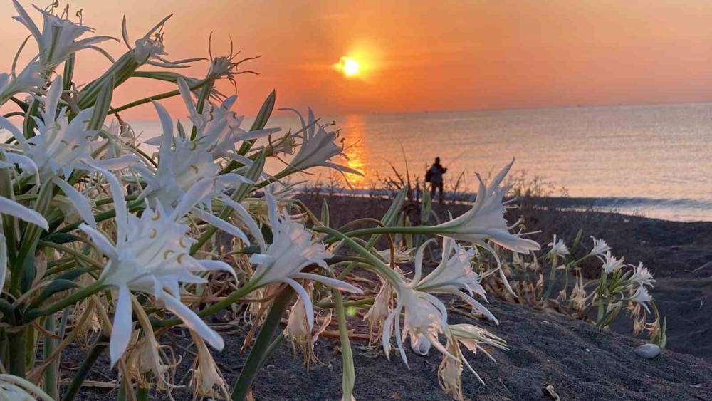 Cezası 2 milyon 800 bin TL’ye kadar çıkıyor: Akdeniz’in güzelliği kum zambakları koruma altına alındı
