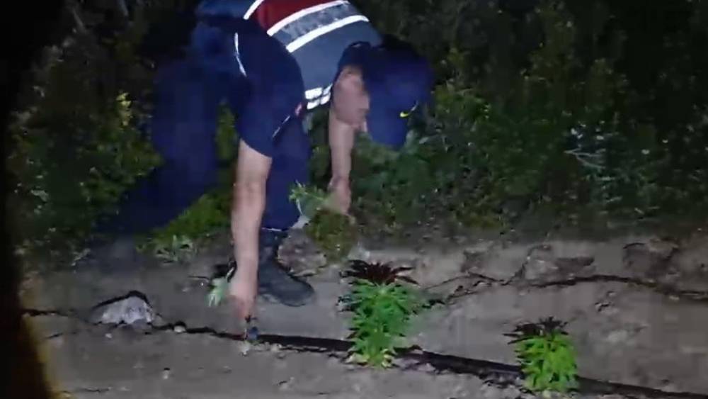 Mersin&rsquo;de ormanlık alana ekilen bin 500 k&ouml;k kenevir ele ge&ccedil;irildi
