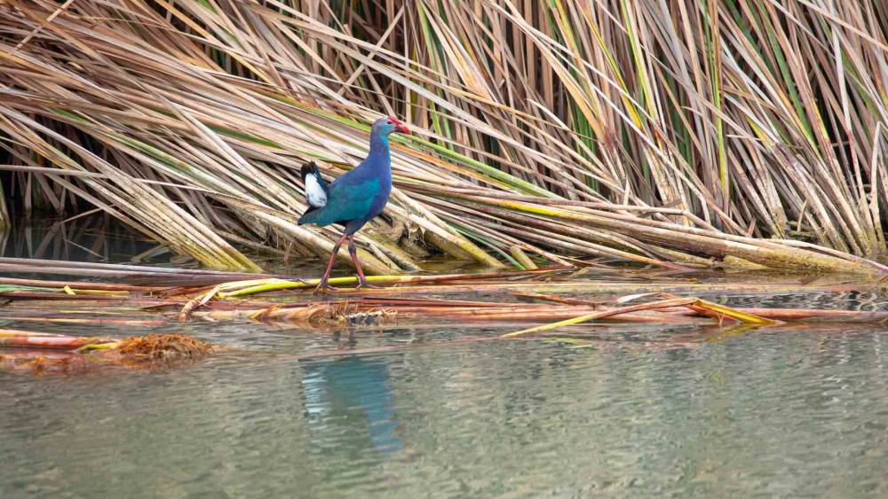 Nesli tehlikedeki &rsquo;saz horozu&rsquo; G&ouml;ksu Deltası&rsquo;nda g&ouml;r&uuml;nt&uuml;lendi
