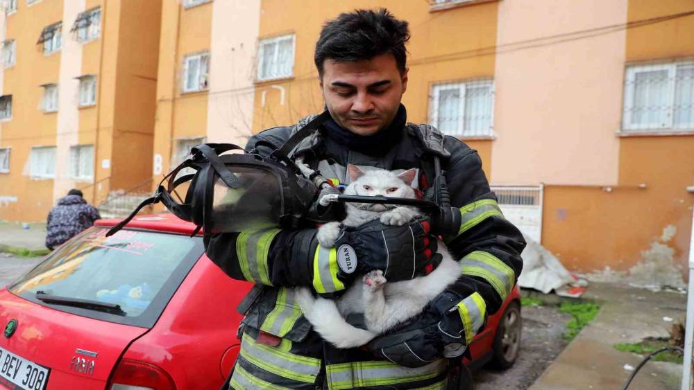 Alevlerin arasından kurtarıldı: İtfaiye hamile kediyi sağ salim çıkardı