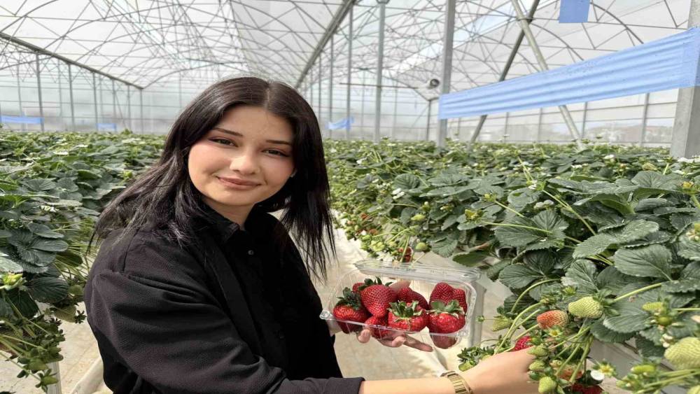 Tarsus&rsquo;ta topraksız tarımda ilk &ccedil;ilek hasadı yapıldı
