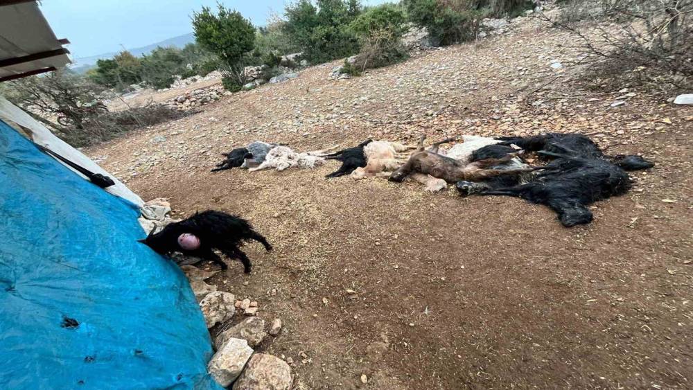 Yabani hayvan saldırısında 12 küçükbaş hayvan telef oldu
