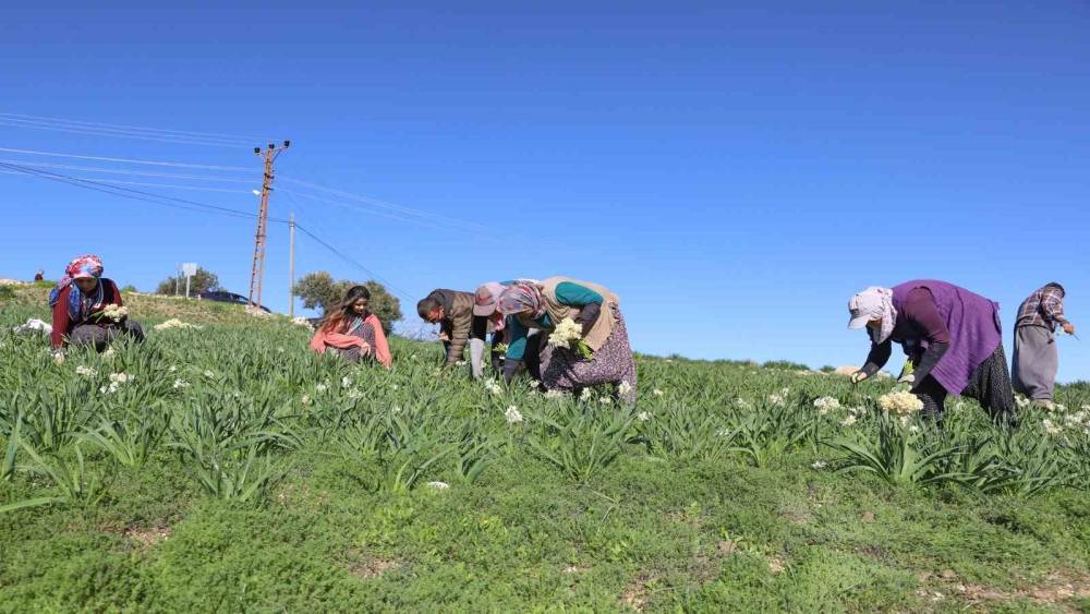 Mersin&rsquo;de atıl araziler nergisle değerlendi, &uuml;retim 10 kat arttı

