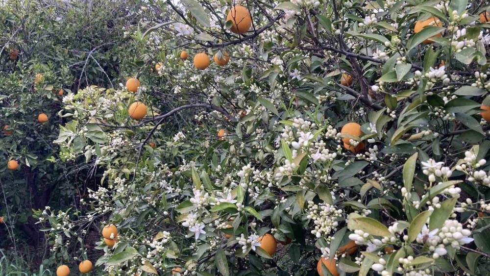 Mersin portakal kokmaya başladı: Dalında kalan &uuml;r&uuml;nler toplanmadan &ccedil;i&ccedil;ekler a&ccedil;tı
