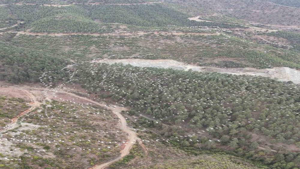 Mersin&rsquo;de ak pelikanların dansı g&ouml;rsel ş&ouml;len sundu
