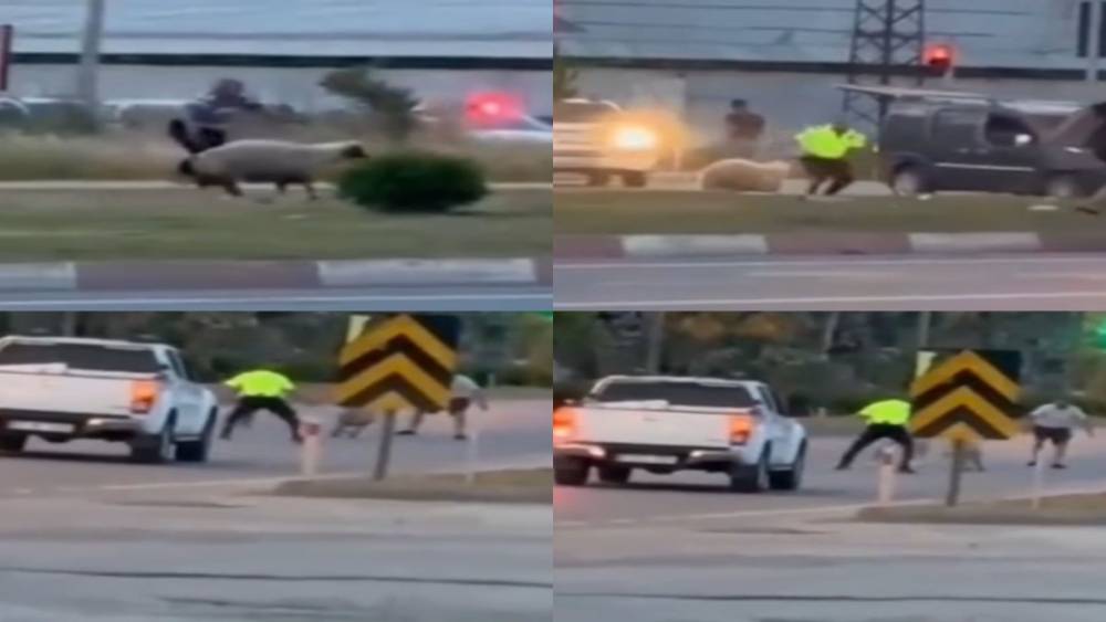 Kurbanlık koyun ka&ccedil;tı, polislerin yardımıyla yakalandı
