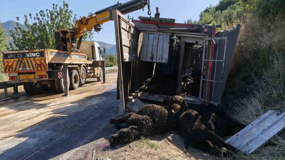 Mersin&rsquo;de b&uuml;y&uuml;kbaş hayvan y&uuml;kl&uuml; tır devrildi: &Ccedil;ok sayıda hayvan telef oldu
