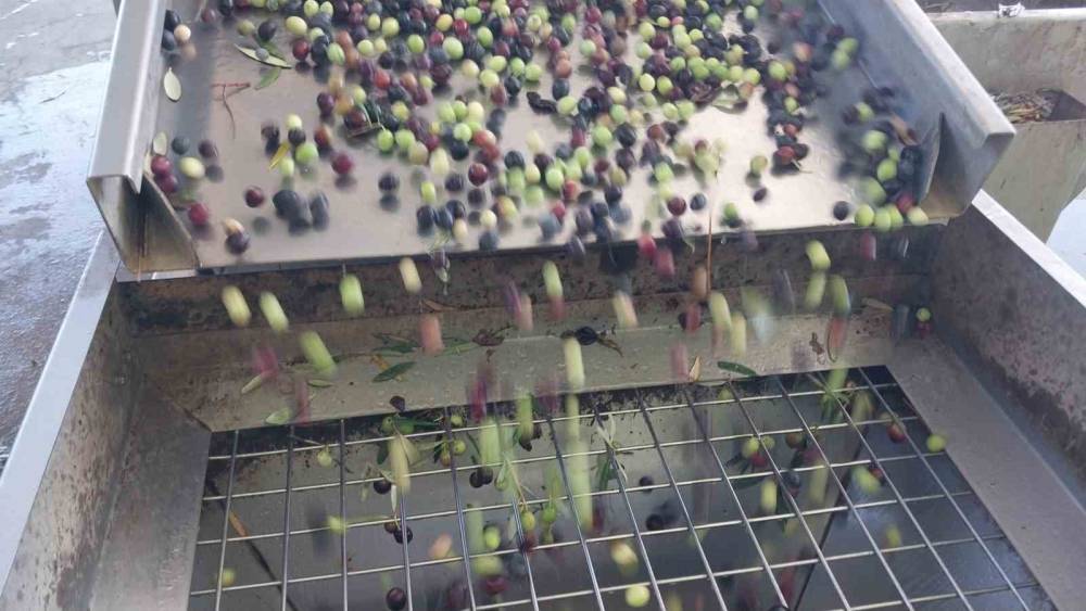 Zeytinin zahmetli yağ yolculuğu başladı
