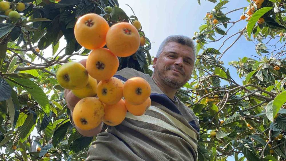 &rsquo;Sarı altın&rsquo; yenid&uuml;nyada hasat başladı: İ&ccedil; pazara 50-100 TL&rsquo;ye, dış pazara 4 dolara g&ouml;nderiliyor
