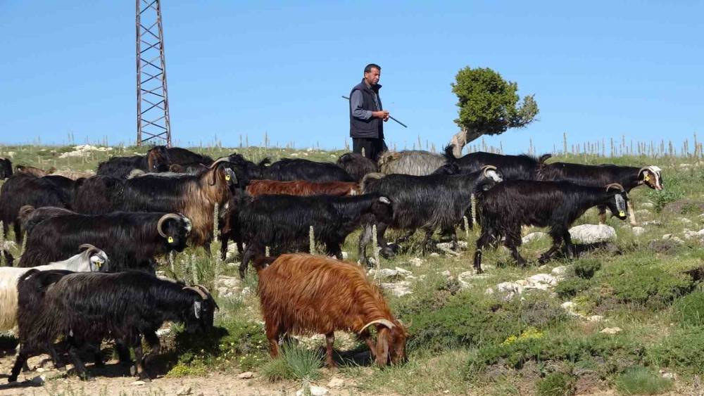 T&uuml;rkiye&rsquo;nin ke&ccedil;i yetiştirme merkezi Mersin: Toroslar yeşerdi, Y&ouml;r&uuml;klerin zorlu mesaisi başladı

