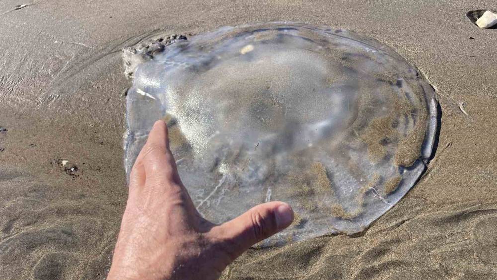 Akdeniz&rsquo;deki zehirli denizanaları Mersin sahillerine vurdu
