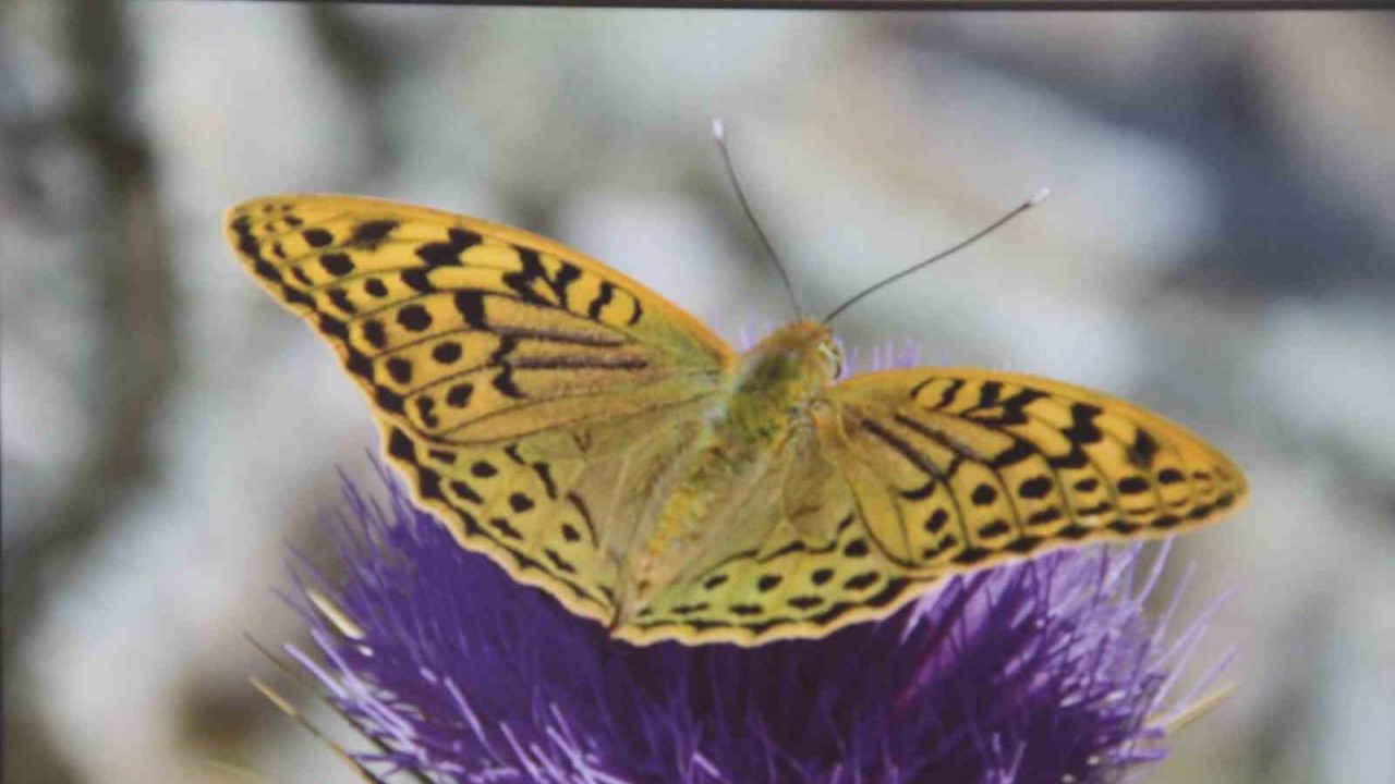 Mersin&rsquo;de &rsquo;Mutlu Kelebekler Festivali&rsquo;