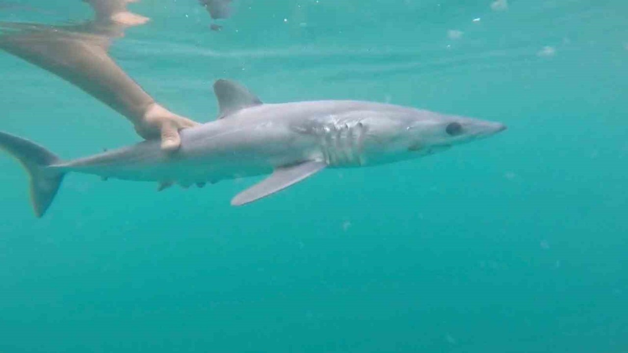 Oltasına köpek balığı takıldı, yeniden denize bıraktı