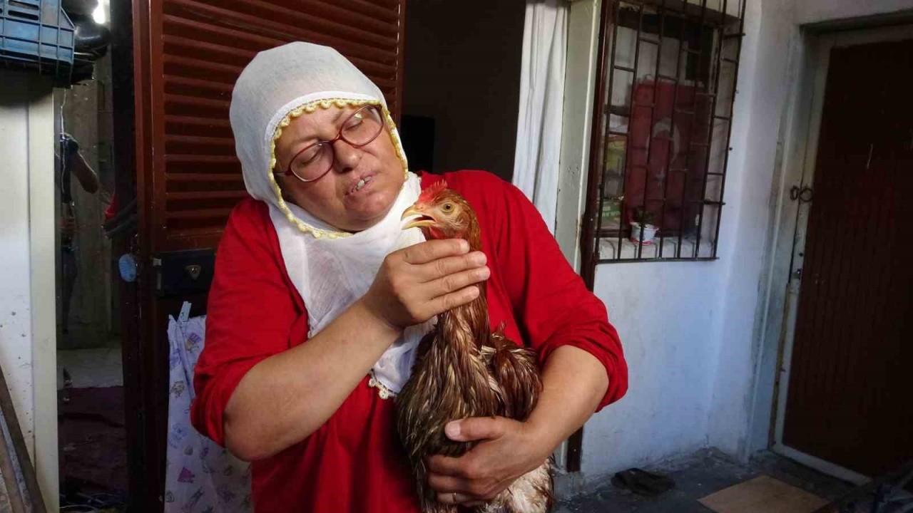 Çocuk gibi ağlayan tavuğunu kesmeye kıyamadı, iyileşmesi için veteriner aramaya başladı