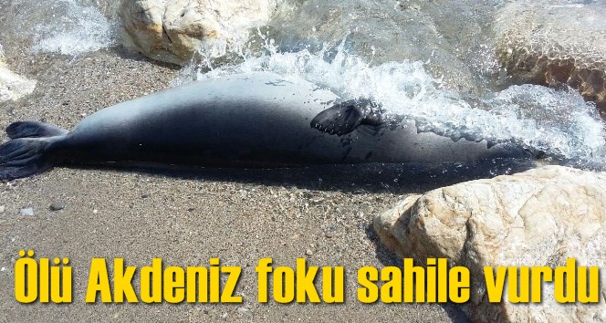 &Ouml;l&uuml; Akdeniz foku sahile vurdu