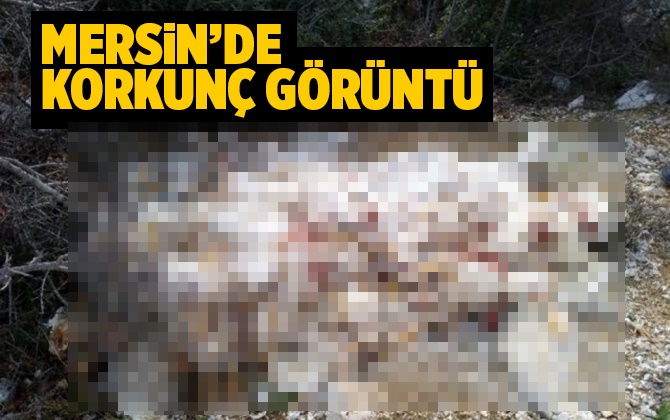 Mersin Tarsus'ta Korkun&ccedil; G&ouml;r&uuml;nt&uuml;