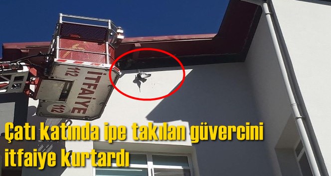 &Ccedil;atı katında ipe takılan g&uuml;vercini itfaiye kurtardı