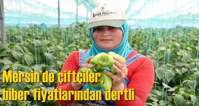 Mersin&rsquo;de &ccedil;ift&ccedil;iler, biber fiyatlarından dertli