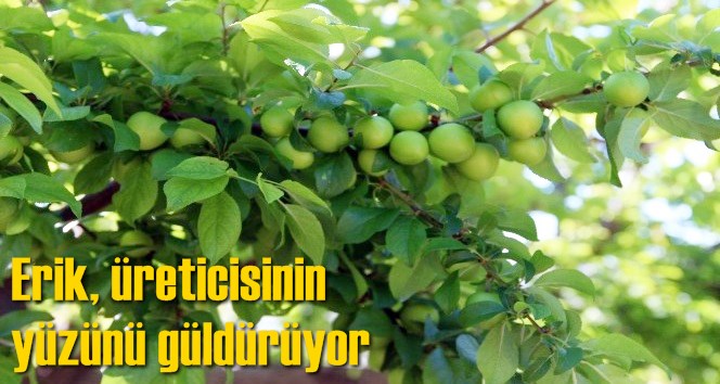 Erik, &uuml;reticisinin y&uuml;z&uuml;n&uuml; g&uuml;ld&uuml;r&uuml;yor