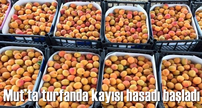Mut&rsquo;ta turfanda kayısı hasadı başladı