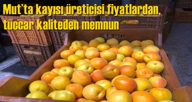 Mut&rsquo;ta kayısı &uuml;reticisi fiyatlardan, t&uuml;ccar kaliteden memnun
