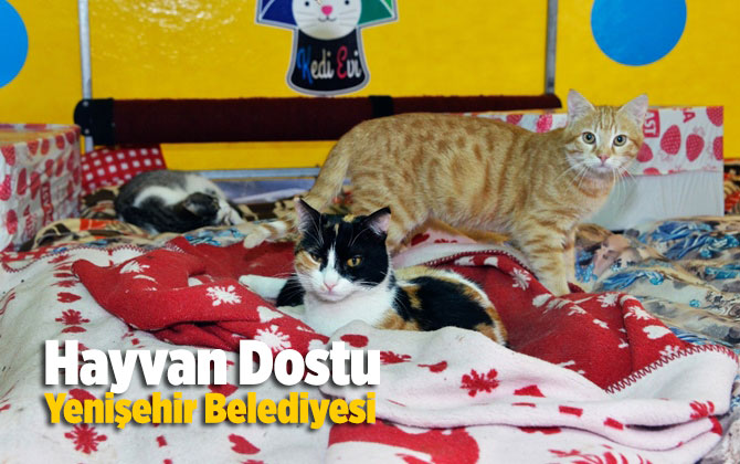 Hayvan Dostu Yenişehir Belediyesi