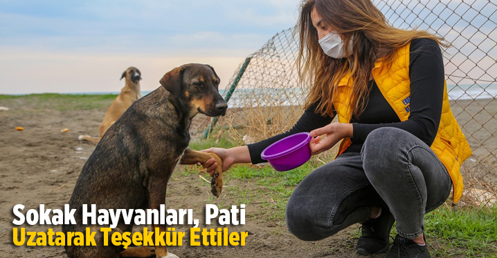 Sokak Hayvanları, Pati Uzatarak Teşekk&uuml;r Ettiler
